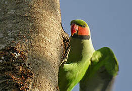 Long-tailed Parakeet