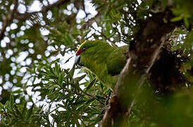 Yellow-crowned Parakeet