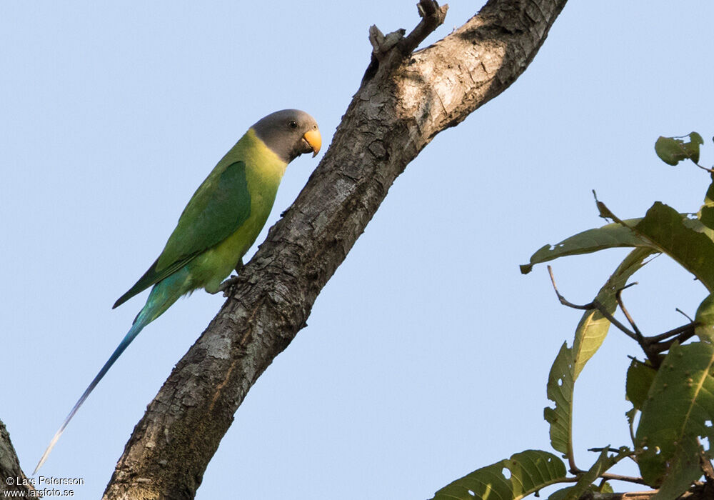 Plum-headed Parakeet