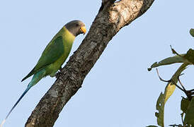 Plum-headed Parakeet