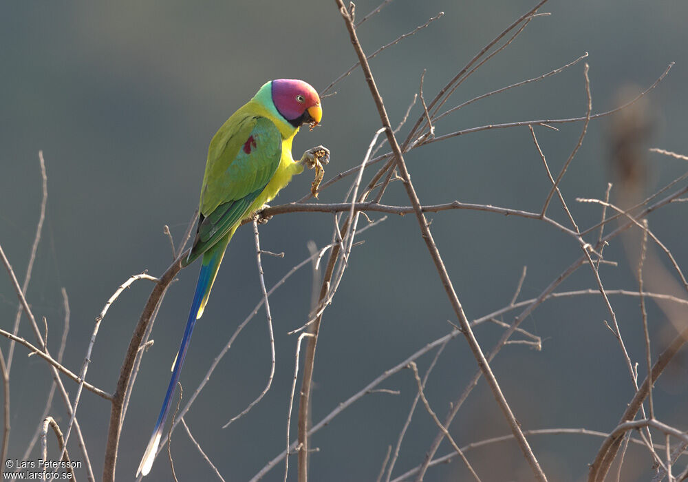 Plum-headed Parakeet