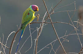 Plum-headed Parakeet