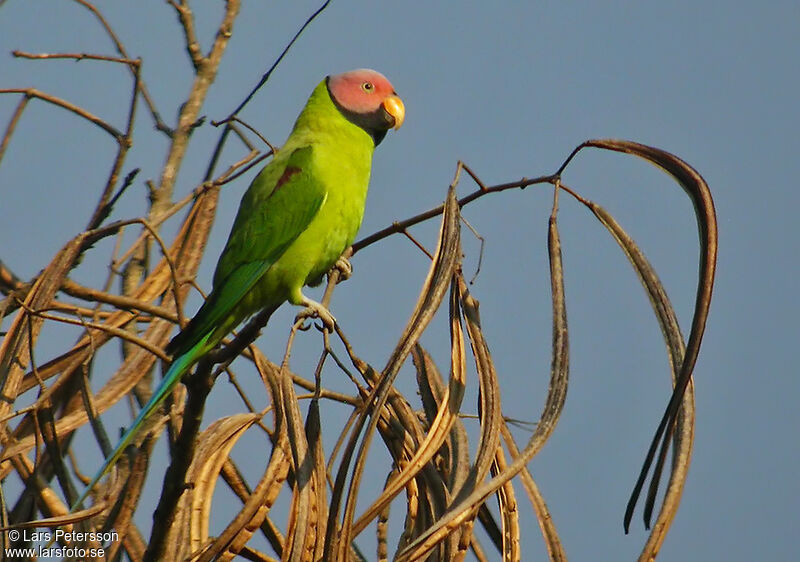 Blossom-headed Parakeet