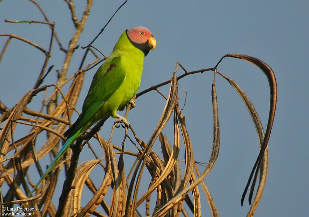 Blossom-headed Parakeet