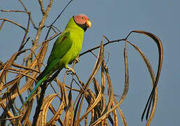 Blossom-headed Parakeet