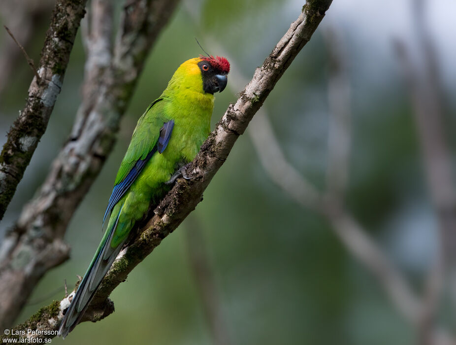 Horned Parakeet