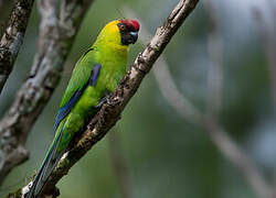 Horned Parakeet