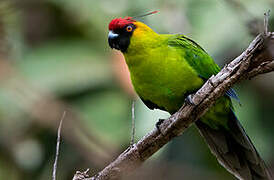 Horned Parakeet