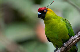 Horned Parakeet