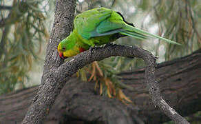 Superb Parrot