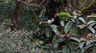 Brehm's Tiger Parrot