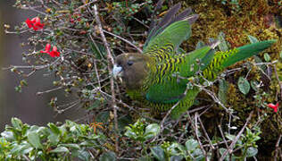 Brehm's Tiger Parrot