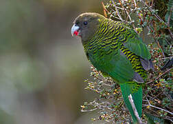 Brehm's Tiger Parrot