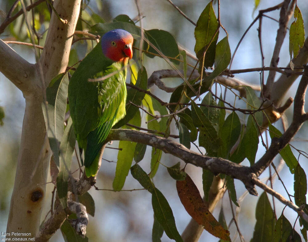 Red-cheeked Parrot