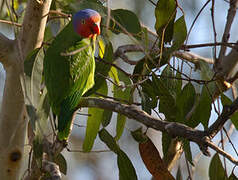 Red-cheeked Parrot