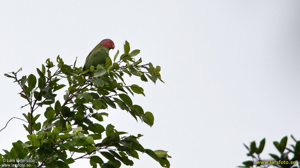 Red-cheeked Parrot