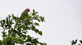 Red-cheeked Parrot