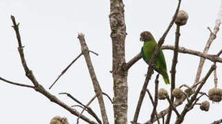 Red-cheeked Parrot