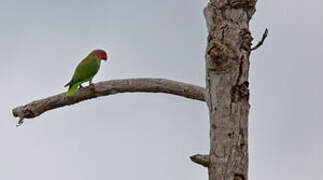 Red-cheeked Parrot