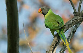 Slaty-headed Parakeet