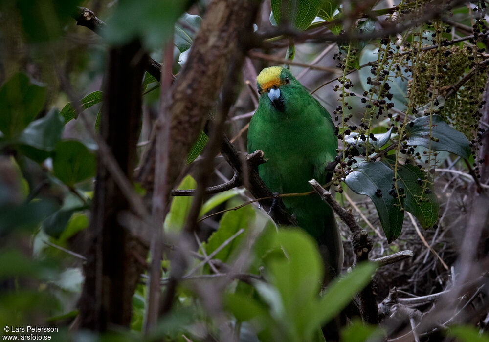 Malherbe's Parakeet