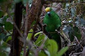 Malherbe's Parakeet