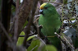 Malherbe's Parakeet