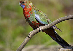 Crimson Rosella