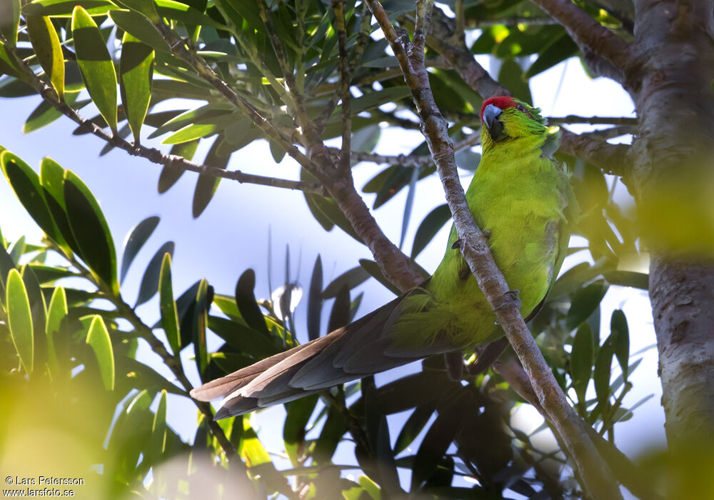 Red-crowned Parakeet