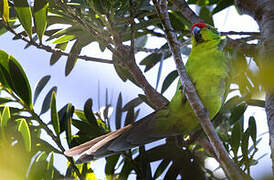 Red-crowned Parakeet