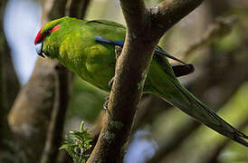 Red-crowned Parakeet