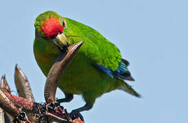 Red-crowned Parakeet