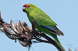 Red-crowned Parakeet