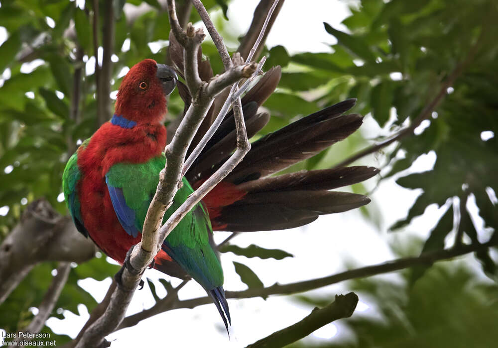 Crimson Shining Parrotadult, identification