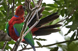 Crimson Shining Parrot