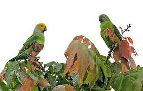 Song Parrot