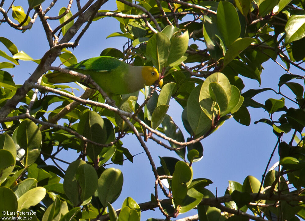 Song Parrot