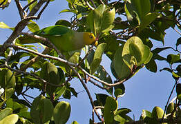 Song Parrot