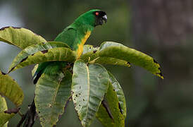 Masked Shining Parrot