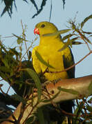 Regent Parrot