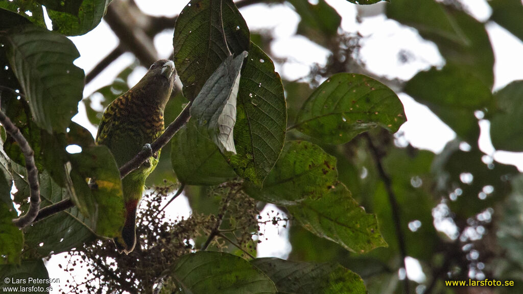 Modest Tiger Parrot