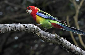 Eastern Rosella