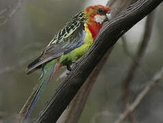 Eastern Rosella