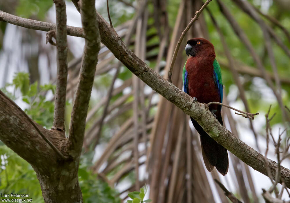 Maroon Shining Parrotadult, identification