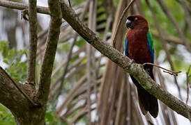 Maroon Shining Parrot