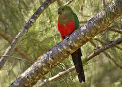 Australian King Parrot