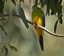 Turquoise Parrot