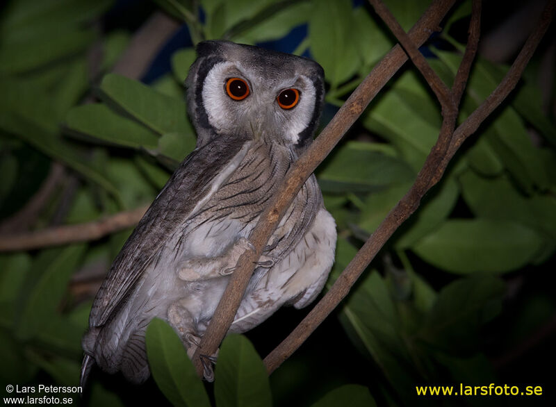 Northern White-faced Owl