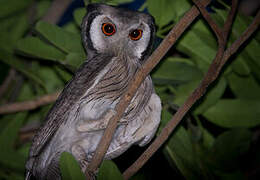 Northern White-faced Owl