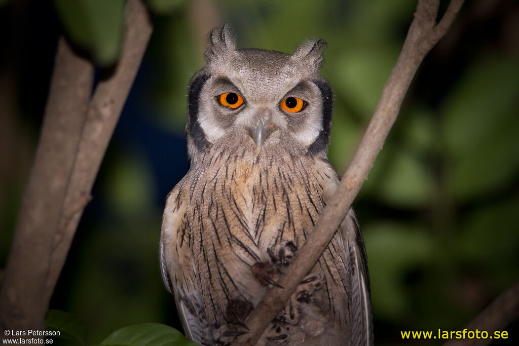 Northern White-faced Owl